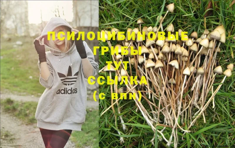 Псилоцибиновые грибы Magic Shrooms  Тюкалинск 